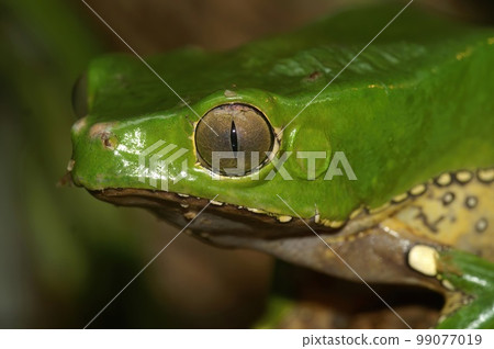Closeup on the head a green colored Waxy monkey tree frog, Phylomedusa bicolor 99077019
