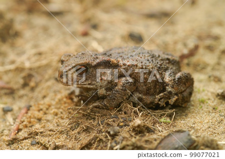 Closeup on the Common European toad, Bufo bufo, sitting on the ground 99077021