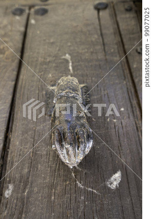 Hand shaped caller 99077025