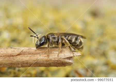 Closeup on a female of the small Bronze furrow bee, Halictus tumulorum sitting on a twig Closeup on a female of the small Bronze furrow bee, Halictus tumulorum sitting on a twig 99077031