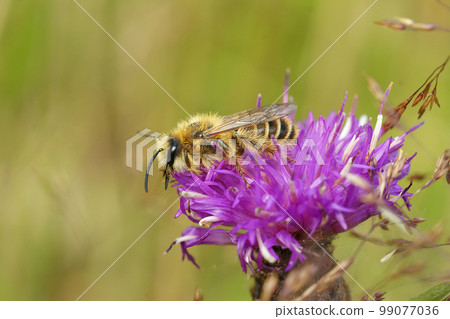 Detailed closeup on a hairy male Pantaloon bee, Dasypoda hirtipes sitting on a purple knapweed flower 99077036