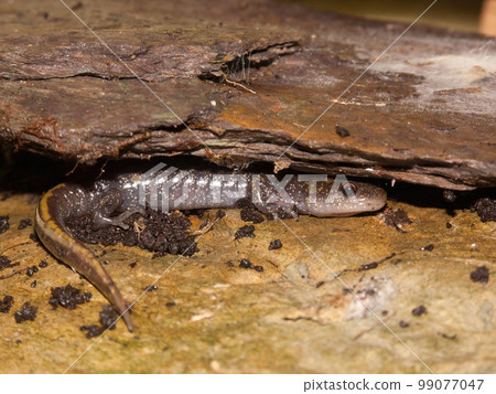 Closeup on a Longtoed mole salamander, Ambystoma macrodactylum, hiding under wood Closeup on a Longtoed mole salamander, Ambystoma macrodactylum, hiding under wood 99077047
