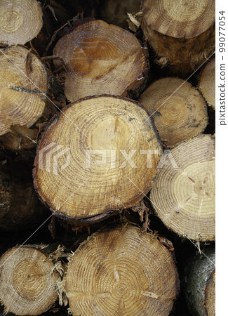 Felled tree trunks 99077054