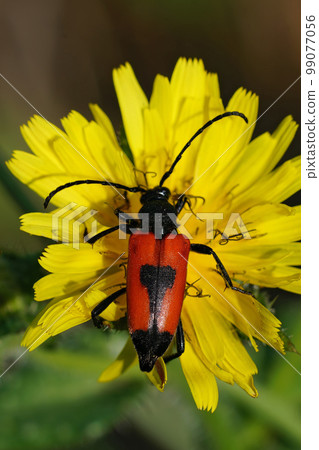 Closeup on a colorful orange and black long horn beetle, Leptura cordigera, sitting on a yellow flower Closeup on a colorful orange and black long horn beetle, Leptura cordigera, sitting on a yellow flower 99077056