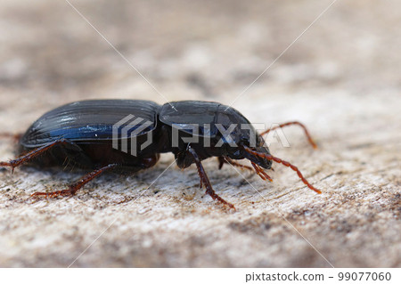 Closeup on a bulky dark colored European ground beetle, Acinopus picipes , Carabidae 99077060