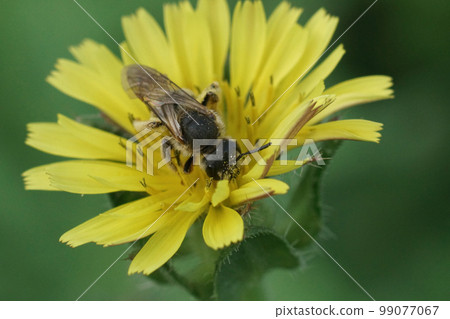 Closeup on a Mediterranean great banded furrow bee, Halictus scabiosae in a yellow flower Closeup on a Mediterranean great banded furrow bee, Halictus scabiosae in a yellow flower 99077067