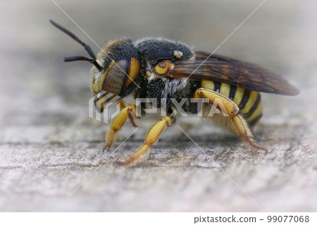 Lateral closeup on a female of the Grohmann's Yellow-Resin Bee, Icteranthidium grohmanni from the Gard, France 99077068