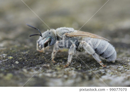 Closeup on a white haired female Mealy metallic end-banded furrow bee, Vestitohalictus pollinosus 99077070