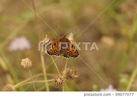 Closeup on an orange Meditteranean Glanville Fritillary Melitaea cinxia sitting with half-open wings 99077077