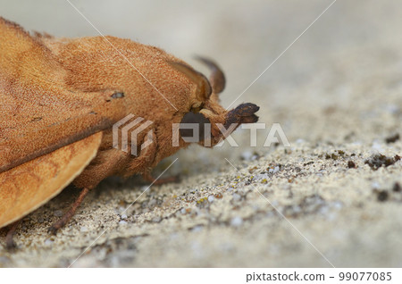 Closeup on the oak lutestring Drepanidae moth, Cymatophorina diluta, sitting on wood Closeup on the oak lutestring Drepanidae moth, Cymatophorina diluta, sitting on wood 99077085