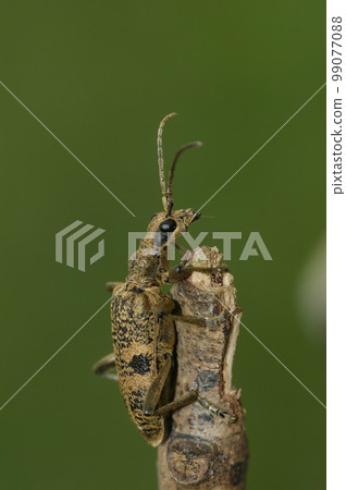 Closeup on a the large European black-spotted longhorn beetle ,Rhagium mordax, sitting on wood 99077088