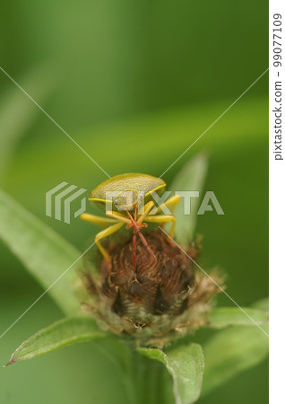 Closeup on a colorful adult gorse shield bug,Piezodorus lituratus sitting on vegetation 99077109
