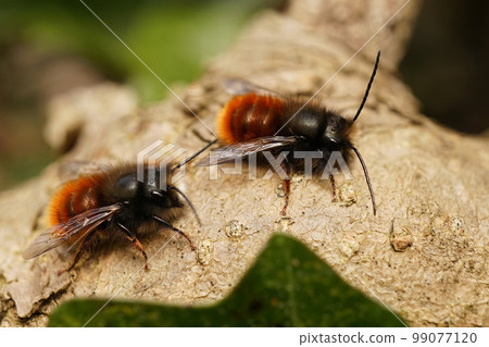 Closeup of 2 male European orachard mason bees, Osmia cornuta warming up on a dried leaf 99077120