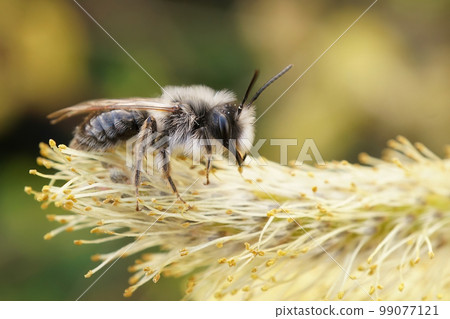 Closeup of a male grey-backed mining bee, Andrena vaga eating pollen from Goat willow , Salix caprea 99077121