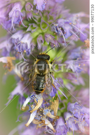 Dorsal closeup of a female Garden leafcutter bee, Megachile centuncularis a purple flower Dorsal closeup of a female Garden leafcutter bee, Megachile centuncularis a purple flower 99077130