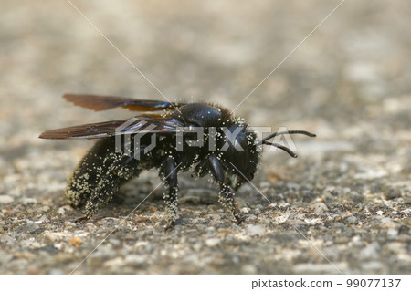 Closeup on a large black carpenter bee, Xylocopa violacea covred with white pollen 99077137