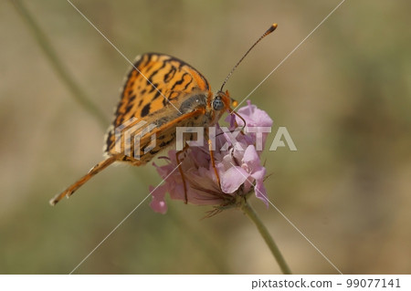 Closeup on a colorful female Spotted Fritillary butterfly, Melitaea didyma on a pink scabious flower Closeup on a colorful female Spotted Fritillary butterfly, Melitaea didyma on a pink scabious flower 99077141