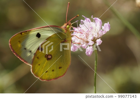 Closeup on Berger's clouded yellow butterfly , Colias alfacariensis siting on a pink scabious flower Closeup on Berger's clouded yellow butterfly , Colias alfacariensis siting on a pink scabious flower 99077143