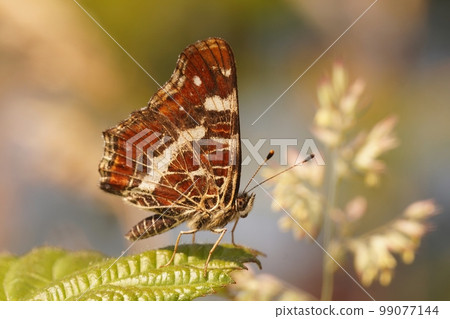 Closeup on a smal micro moth, Hypatima rhomboidella 99077144