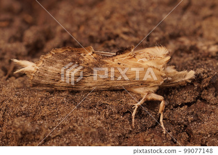 Closeup on the pale prominent moth, Pterostoma palpina sitting on the ground 99077148