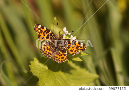 Closeup on the spring color varioant of the Orange Map Butterfly, Araschnia levana with open wings 99077155