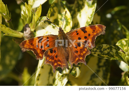Closeup of the Comma butterfly, Polygonia c-album sitting with spread wings Closeup of the Comma butterfly, Polygonia c-album sitting with spread wings 99077156