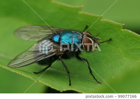 Detailed closeup on a bluish bottle fly, Lucilia sitting on a green leaf in the garden 99077166
