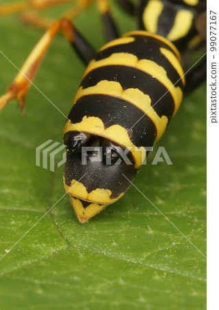 Vertical dorsal closeup on a European paper wasp, Polistes dominulus, parasited by a Xenos vesparum, Strepsiptera 99077167