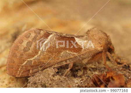 Closeup on a female orange swift hepialid moth, Triodia sylvina, sitting on wood 99077168