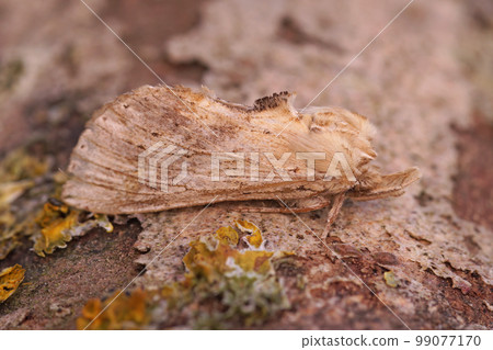 Closeup on the pale prominent moth, Pterostoma palpina sitting on wood 99077170