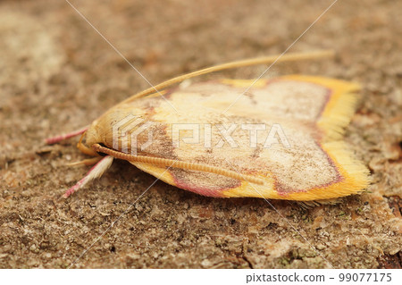 Dorsal closeup on a small but colorfull Oak lantern tortrix moth, Carcina quercana sitting on a wood 99077175