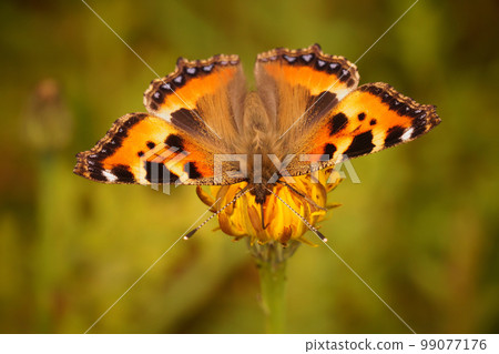 Closeup on a Small tortoiseshell butterfly, Aglais urticae sitting with spread wings Closeup on a Small tortoiseshell butterfly, Aglais urticae sitting with spread wings 99077176