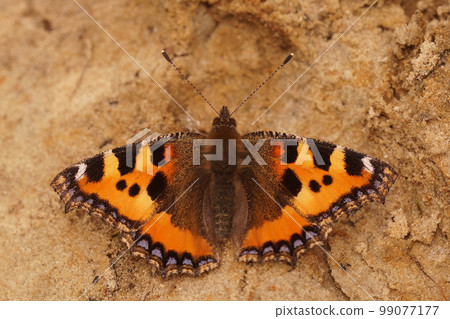 Closeup on a Small tortoiseshell butterfly, Aglais urticae sitting with spread wings Closeup on a Small tortoiseshell butterfly, Aglais urticae sitting with spread wings 99077177
