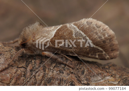 Closeup on the orange swift moth , Triodia sylvina sitting on a twig 99077184