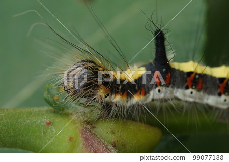 Closeup on the head of a dark dagger owlet moth, Acronicta tridens hanging on a twig Closeup on the head of a dark dagger owlet moth, Acronicta tridens hanging on a twig 99077188