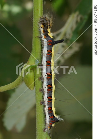 Vertical closeup on the dark dagger owlet moth, Acronicta tridens hanging on a twig 99077190