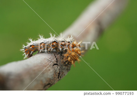 Closeup on the spiky caterpillar of the Comma butterfly, Polygonia c- album sitting on a twig Closeup on the spiky caterpillar of the Comma butterfly, Polygonia c- album sitting on a twig 99077193