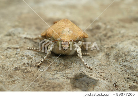 Frontal closeup on the Broad-bordered Yellow underwing owlet moth, Noctua fimbriatasitting on a stone Frontal closeup on the Broad-bordered Yellow underwing owlet moth, Noctua fimbriatasitting on a stone 99077200