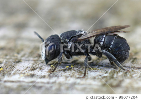 Closeup on a Mediterranean small crenulate armoured resin bee, Heriades crenulatus in the Gard , France 99077204