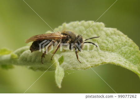 Closeup on a female Mellow minder mining solitary bee, Andrena mitis sitting on a green leaf 99077262