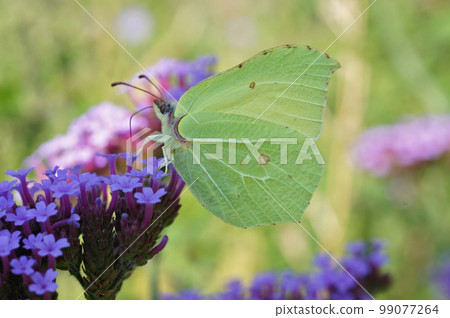 Closeup on a Brimstone butterfly, Gonepteryx rhamni, on a purple flower 99077264