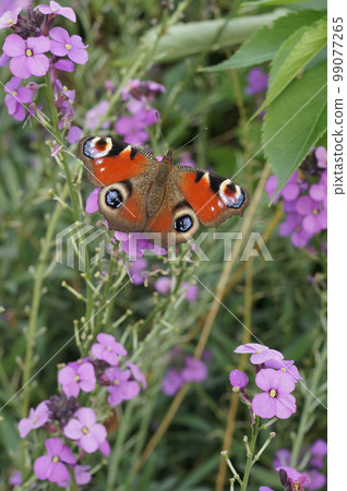 Vertical closeup on a Peacock butterfly, Inachis io sitting on a purple wallflower in the garden 99077265