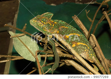 Closeup on a veiled chameleon, Chamaeleo calyptratus, in a terrarium at the Zoo 99077269