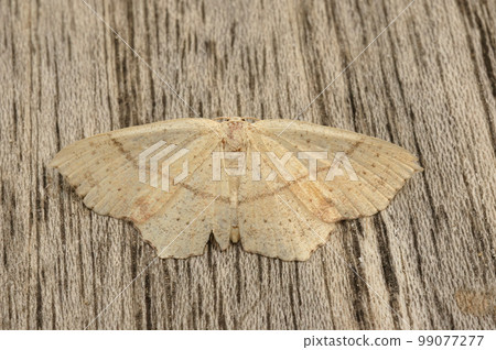 Closeup on the maiden's blush geometer moth, Cyclophora punctaria, sitting with spread wings Closeup on the maiden's blush geometer moth, Cyclophora punctaria, sitting with spread wings 99077277