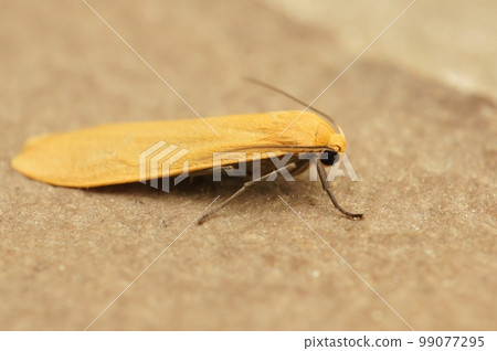 Closeup on an Orange foot man tusssock moth, Eilema sororcula, sitting on a stone Closeup on an Orange foot man tusssock moth, Eilema sororcula, sitting on a stone 99077295
