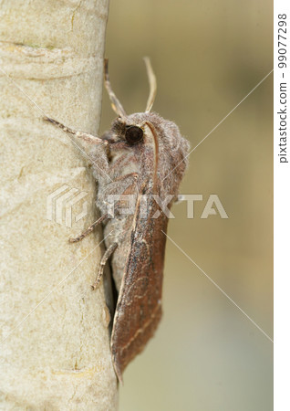 Closeup on a Clouded drab owlet moth, Orthosia incerta sitting on wood 99077298