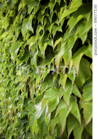 Green ivy background Green ivy background 99077330