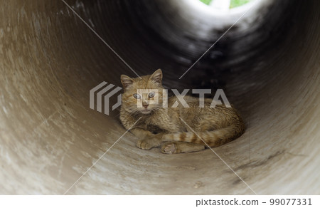 Street abandoned cats 99077331