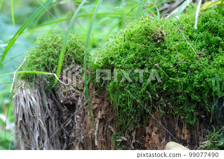 茂密的綠色苔蘚茂密生長的森林中一個大樹樁的自然景觀圖像。 99077490