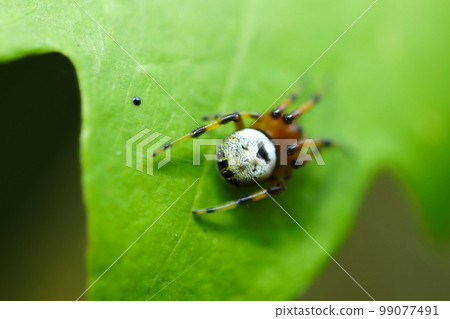 一張帶有奇怪的白色條紋的 bijoon 蜘蛛的宏觀圖像,看起來像非洲民族妝容,靜止不動地站在綠葉上。 一張帶有奇怪的白色條紋的 bijoon 蜘蛛的宏觀圖像,看起來像非洲民族妝容,靜止不動地站在綠葉上。 99077491
